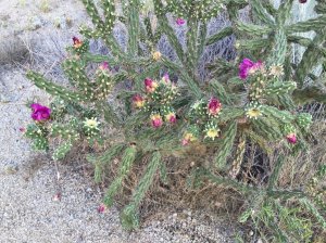 cholla cactus in bloom