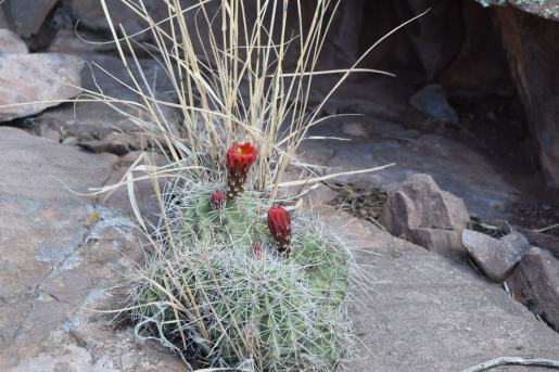 Claret cup cactus just starting to bloom.